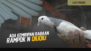 SILSILAH KELUARGA MERPATI R4MPOK BLANTONG FENOMENAL | LAST EPISODE