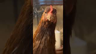 куриная месть #смешноевидео #funny #fannyvideo #funnyanimals