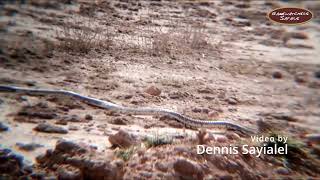 Egyptian Cobra in Selenkay Conservancy