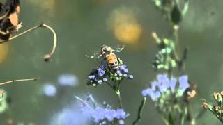 We Need The Bees: Bees Hit Musical Note C