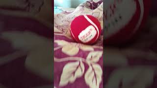 #vlog #vlogger #cricket lovers #ball #shorts #video