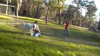 crazy kid getting chased by a dog