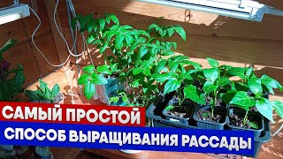 Самый простой способ выращивания рассады