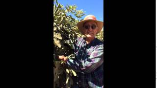 Welcome to the Fig Orchard: How did Black Mission Figs Get Their Names?