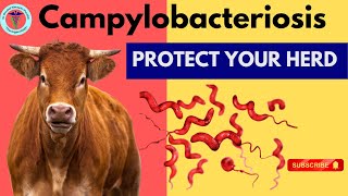 Unlocking the Secrets: Bovine Genital Campylobacteriosis and Its Impact on Fertility 🐄🔍 | GNP Sir"