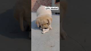 Mast rehta hu 🥰😂🥰 #ds_media #funny #doglover #funnyshorts #shortvideo #shorts