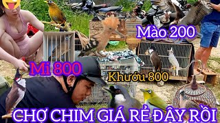 CHỢ CHIM MÀO 200K KHƯỚU 800K MI 800K CHÒE 300K KHUYÊN 30K TOÀN CHIM ĐẸP