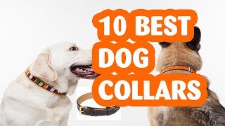 10 Best Dog Collars The Best Dog Collar in 2019