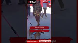 مواقف صادمة علي ريد كاربت مهرجان الجونة..قصة جديدة بطلتها كلبه