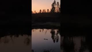 Magic hour moments #pond #lake #duck #sunset #sunsetview