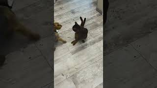 Part 761 _ Funny animals videos from TikTok! Try not to laugh! 😹🐶🤣🔥🤣