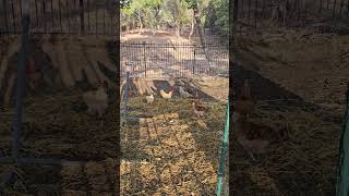 Keeping My flock happy with Straw. #backyardchickens #shorts