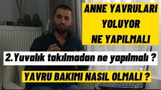 ANNE YAVRULARI YOLUYOR ? İkinci yuvalık ne zaman takılmalıyız ? YAVRU BAKIMI NASIL OLMALI ?