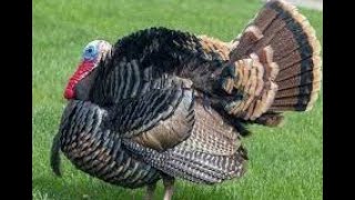 Turkey Attack