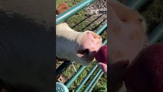 Whoever has the longest tongue wins! #cow #farmlifefun #apple