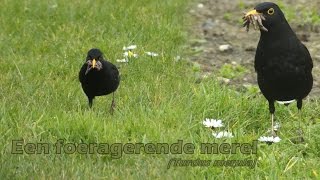 Een foeragerende merel (Turdus merula) op zoek naar regenwormen - common blackbird