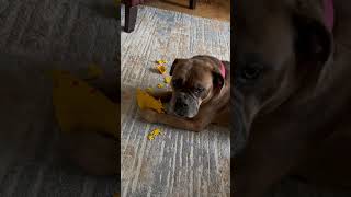 Bulldoggie Snuggles kills her toy