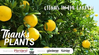 Planting Citrus in your garden.