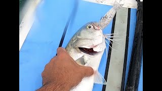 Catching Blue Fish on SUP - FIRST CAST