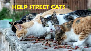 Help Street Cats: How You Can Make a Difference! |