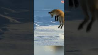 why does the fox do this 🦊