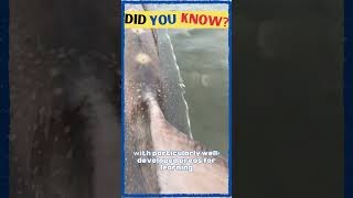 Giant Manta Rays The Most Intelligent Fish in the Sea?| Interesting facts | motivation facts #shorts