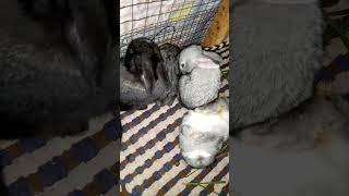 All About Rabbits || Sleeping cute bunny