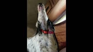 Llewellin setter howling