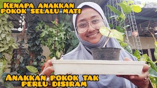 kenapa anak pokok selalu mati