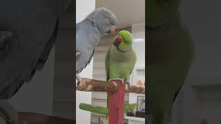 Cute Parrot#short #shorts #tiktok #birds #parrot 🦜🦜💚💕❣