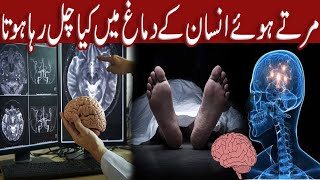 Brain Scan of Dead Person | Info Lord