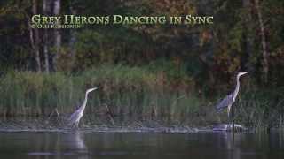 Two Grey Herons Move in Sync - Deux Hérons Cendrés Bougent en Synchronisme