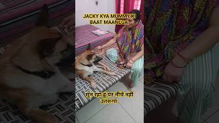 Jacky baat sun leta hai par maanta nhi hai jacky ki masti #shorts #viral #doglovers #trendingshorts