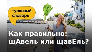 щАвель или щавЕль? | Как правильно ставить ударение