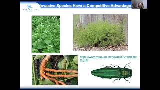 Invasive Trees and Plants/Forest Ecology: TreeSteward Training Oct. 17, 2023