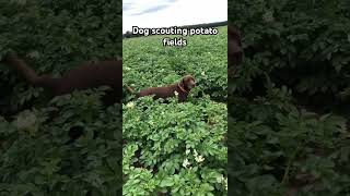 Scouting potato fields with the dog #cropscience #potatofarming #michiganag