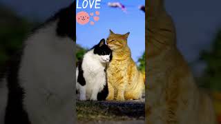 #cat #love #catlover #cute #funny #catvideos #catvideo #cats