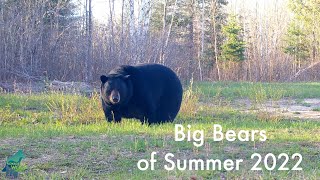 The biggest, fattest bears of Summer 2022