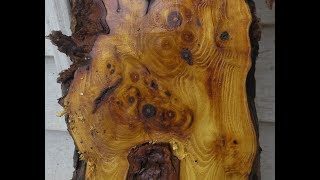 Osage Orange Burl and hickory slab get the woodmaster treatment video