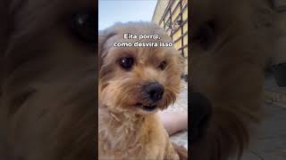 Alguém conhece uma receita boa??? #pets #memes #cachorro #coelho