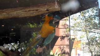 Bird at Dallas World Aquarium [HD]