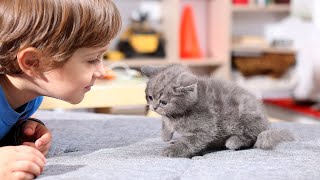 Baby and Cat Fun and Fails   Funny Baby Video