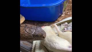 PET KING COBRA EATING RAT