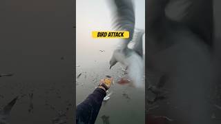 Bird Attack - seagulls #bird #shorts #viral #attack #food #youtubeshorts #shortsvideo #trending