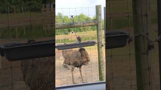 #Animal shelter in the USA #ostrich,pig,dogs,cows