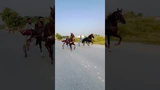 King Gujjar Dil Murad|pakistani horse videos #horse #tangarace #shortvideo