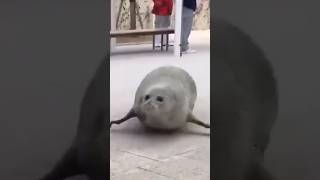 Harp seal Animal #animals#animal#shorts#short