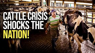 Biggest Cattle Supply DROP In 40 Years As SHORTAGES Affect Grocery Stores