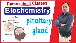 Hormones secreted by pituitary gland in hindi || Adrenocorticotropic || Prolactin || By- SS SIR