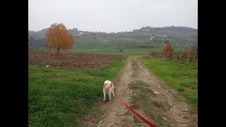 Escursione a Costigliole d'Asti sul Sentiero della Barbera  28_11_2022